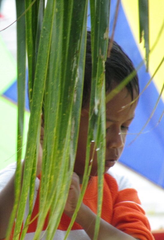 A young boy peering out from behind a bunch of palm leaves