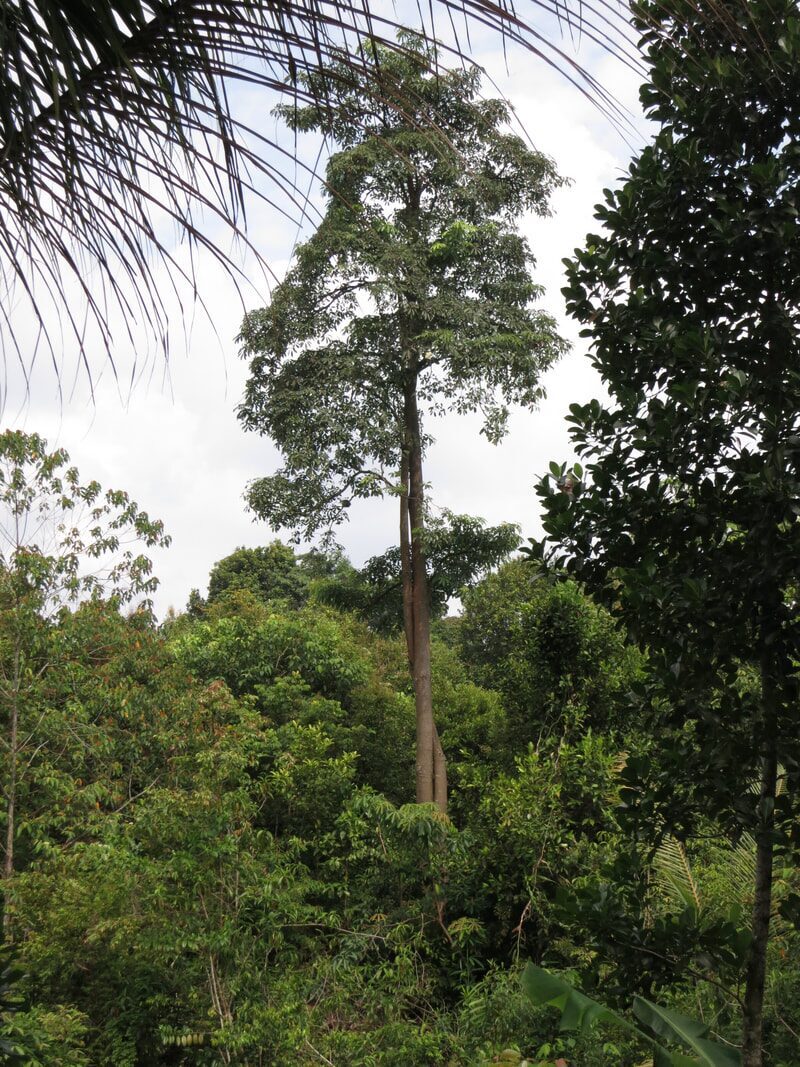 A tall straight tree rising above the surrounding forest canopy, the timber used for building jong hulls