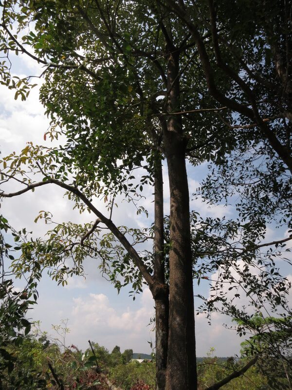 Wood and building the jong — photo 6