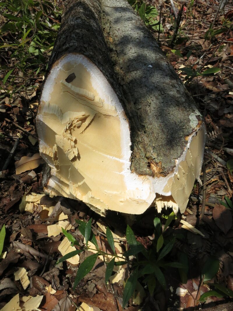 A freshly cut log in the forest, chainsawed open to show the pale wood inside