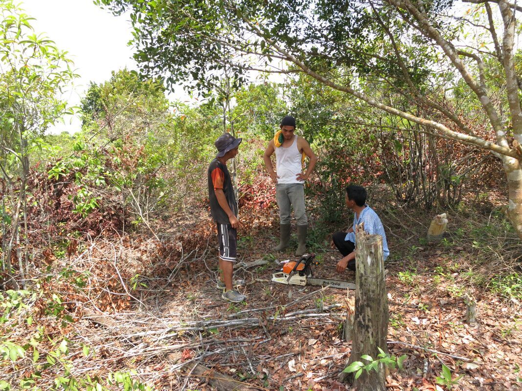 Three men pausing in the forest beside a chainsaw and a freshly cut stump, sourcing wood for a jong hull