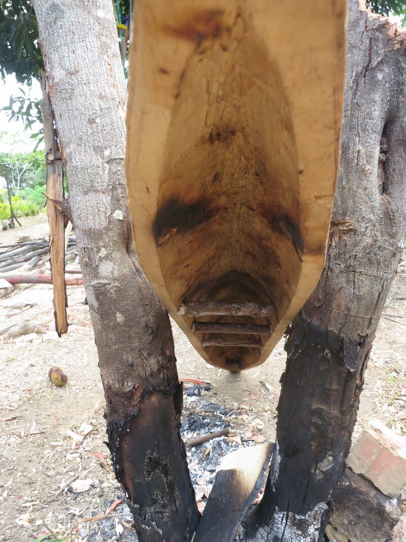 Looking down into a carved jong hull's hollow interior with wooden ribs, seen between two blackened tree trunks